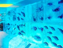 Ледяной аквариум фото-2