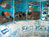 Ледяной аквариум фото-5