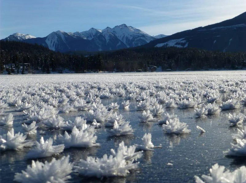 Зима, холод в картинках  Ice-foto-topic-icy-flovers-2