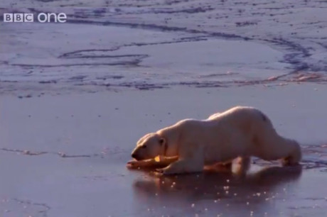 Белые медведи катаются по льду