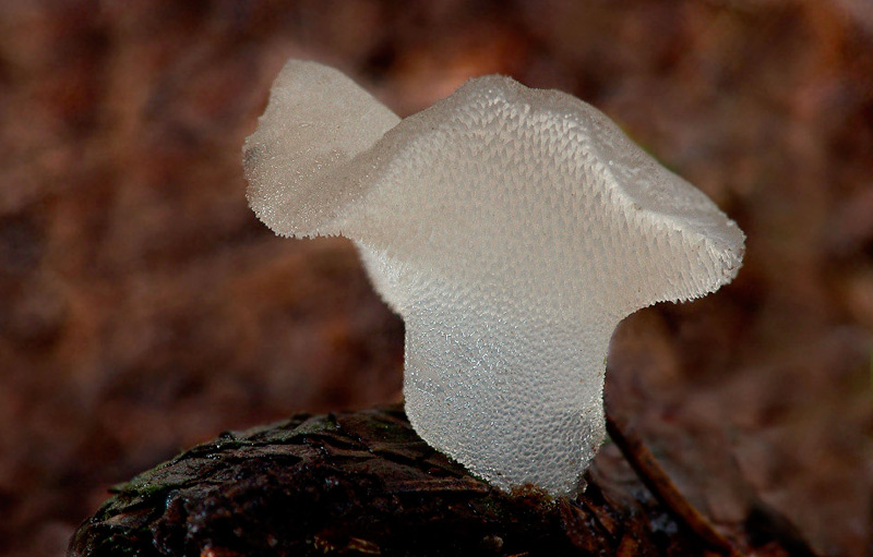 Настоящий гриб, но выглядит как ледяной