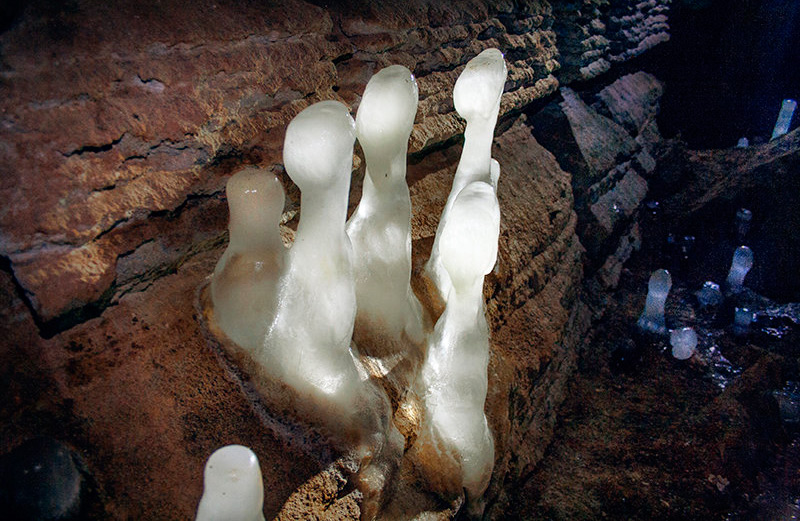 Призрачные грибы